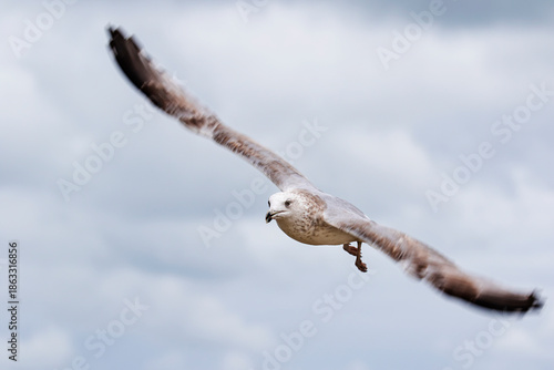 European Herring Gull (Larus argentatus) flying, the Netherlands