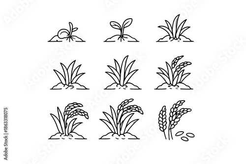Growth stages of rice plant illustration