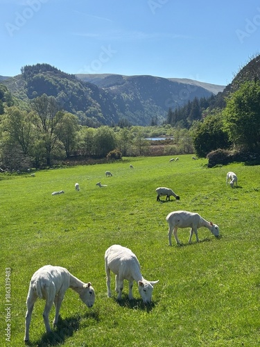 sheep in the mountains in a national park in Ireland