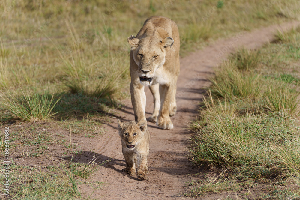 Naklejka premium A majestic lioness and her young cub walking together along a dirt track in the African savannah during a safari.