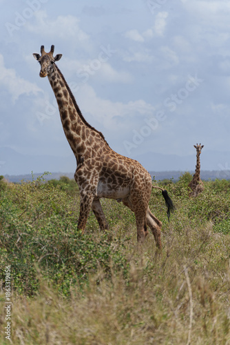 Photography African giraffes in the wild, wildlife photography of animals in the savannah with forest background