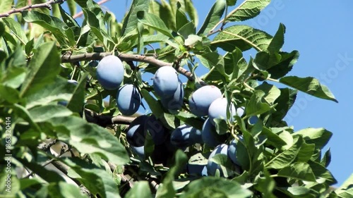 Ripe Plums On Tree Branch In Orchard, Organic Plum Fruits Growing In Sunlight With Natural Sun Flares, Close Up Of Fresh Seasonal Harvest, Healthy Farming And Natural Food Concept With Hand Picked Plu