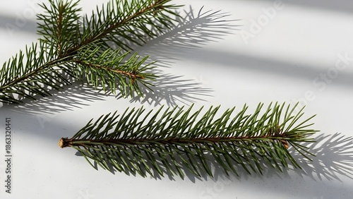 Fresh green pine tree branches on white background with shadows