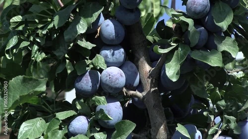 Ripe Plums On Tree Branch In Orchard, Organic Plum Fruits Growing In Sunlight With Natural Sun Flares, Close Up Of Fresh Seasonal Harvest, Healthy Farming And Natural Food Concept With Hand Picked Plu