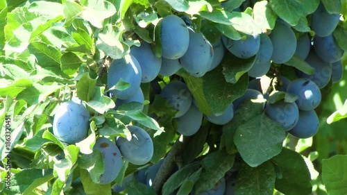 Ripe Plums On Tree Branch In Orchard, Organic Plum Fruits Growing In Sunlight With Natural Sun Flares, Close Up Of Fresh Seasonal Harvest, Healthy Farming And Natural Food Concept With Hand Picked Plu