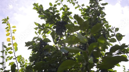 Ripe Plums On Tree Branch In Orchard, Organic Plum Fruits Growing In Sunlight With Natural Sun Flares, Close Up Of Fresh Seasonal Harvest, Healthy Farming And Natural Food Concept With Hand Picked Plu