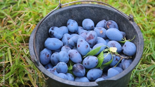 Ripe Plums On Tree Branch In Orchard, Organic Plum Fruits Growing In Sunlight With Natural Sun Flares, Close Up Of Fresh Seasonal Harvest, Healthy Farming And Natural Food Concept With Hand Picked Plu