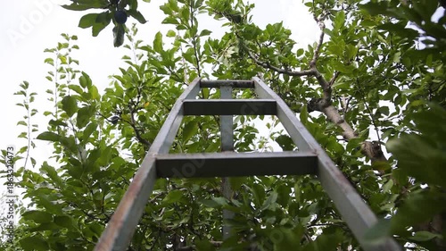 Ripe Plums On Tree Branch In Orchard, Organic Plum Fruits Growing In Sunlight With Natural Sun Flares, Close Up Of Fresh Seasonal Harvest, Healthy Farming And Natural Food Concept With Hand Picked Plu