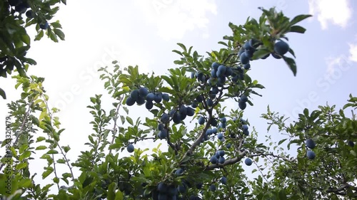 Ripe Plums On Tree Branch In Orchard, Organic Plum Fruits Growing In Sunlight With Natural Sun Flares, Close Up Of Fresh Seasonal Harvest, Healthy Farming And Natural Food Concept With Hand Picked Plu