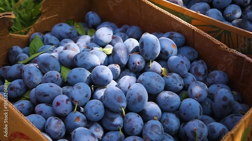Ripe Plums On Tree Branch In Orchard, Organic Plum Fruits Growing In Sunlight With Natural Sun Flares, Close Up Of Fresh Seasonal Harvest, Healthy Farming And Natural Food Concept With Hand Picked Plu