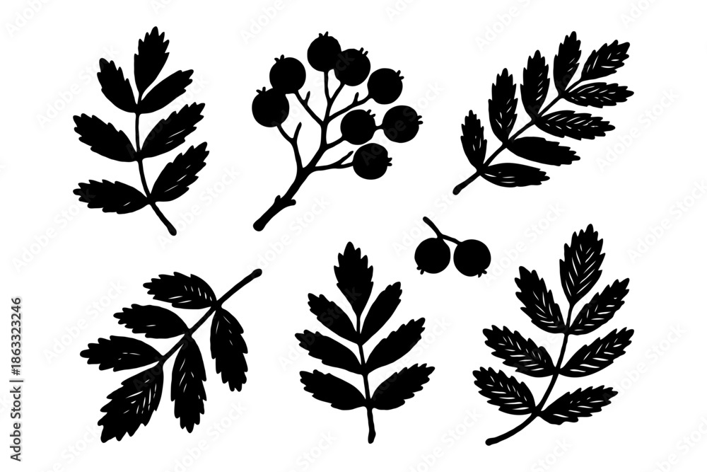 Naklejka premium Black silhouettes of rowan leaves and berries in hand-drawn style on white background, representing autumn botany concept