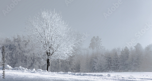 trees in snow