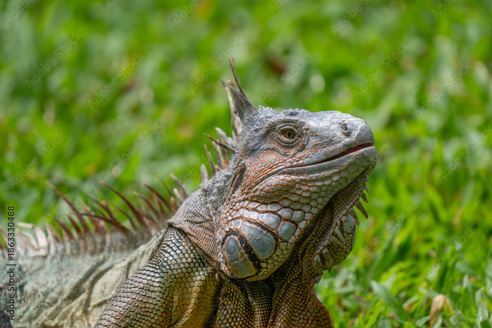 Obraz premium Green Iguana gets a close up head shot during mating season in the tropical rainforests of Costa Rica