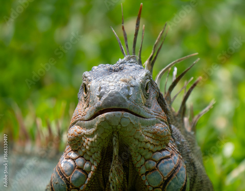 Obraz na plátne Green Iguana gets a close up head shot during mating season in the tropical rain