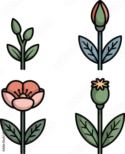Opium poppy flower with green leaves bud and pink bloom set