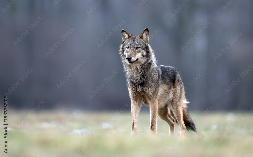 Obraz premium Grey wolf ( Canis lupus ) close up