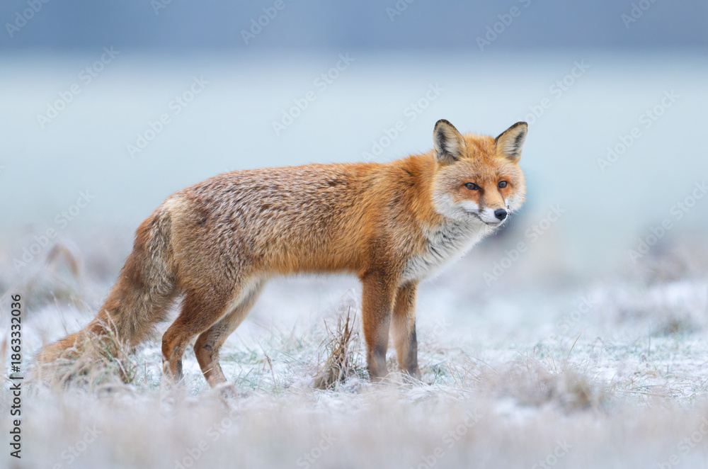 Fototapeta premium Red fox ( Vulpes vulpes ) in winter scenery