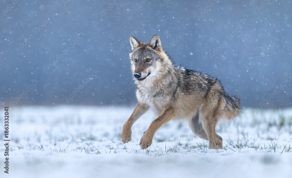 Fototapeta premium Grey wolf ( Canis lupus ) close up