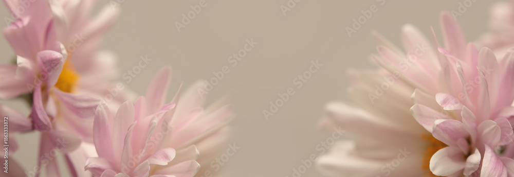 Fototapeta premium Close-up selective soft focus cream Beige pink Flower bud, pestle; stamen, petals. Natural horizontal long background