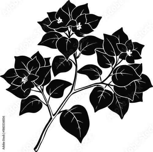 Black and white of a flowering plant with heart shaped leaves