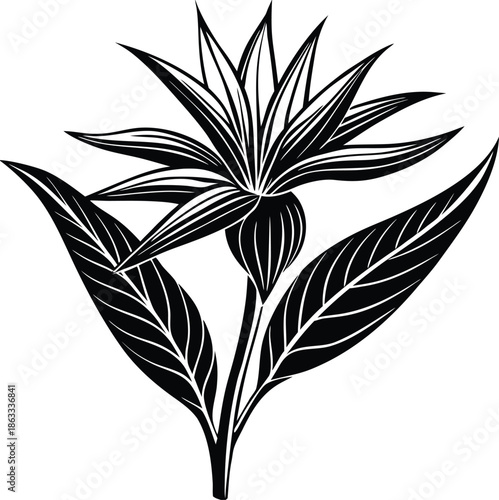 Black and white of a flower with large leaves plant