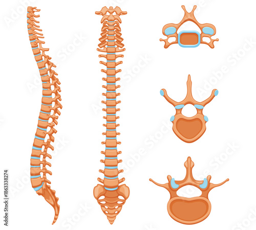 Spine Anatomy: An informative medical illustration showcasing the human spine, highlighting its structure and intricate details