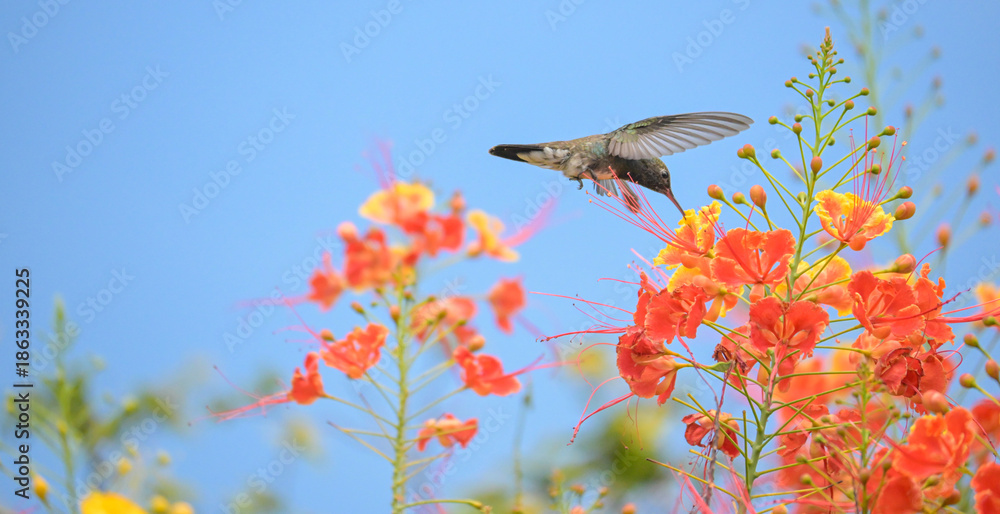Obraz premium Beautiful hummingbird, a beautiful hummingbird in its ballet, collecting nectar from the beautiful flowers of Brazil, selective focus.