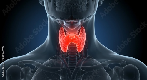 Biology education image featuring the thyroid organ inside a silhouette.