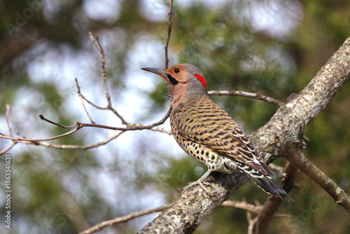 Northern flicker woodpecker perched on bare limb against blurry winter background. 