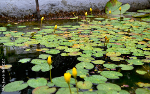 фотографія A dense carpet of green, heart-shaped lily pads floats on dark, reflective pond water, with numerous yellow water lily buds (Nuphar lutea) emerging on stalks above the surface, awaiting bloom