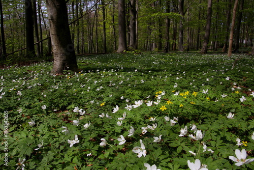 Anemones and erantis in the forest grove in white and yellow