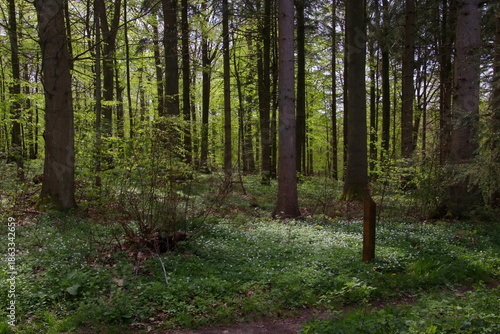 Anemones get the first sun of spring in the forest