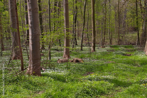 Anemones herald spring in the green forest