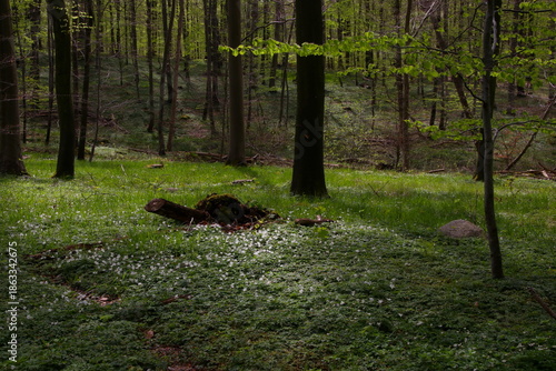 Anemones in the forest spotlight dressed in green