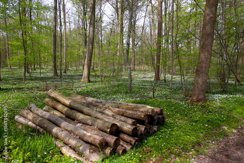 Fire stake and anemones in the forest in white and green