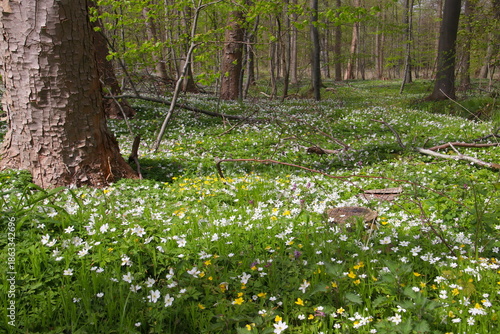 Anemones and eranthis together in the forest floor