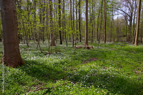 Green grass carpet with anemones
