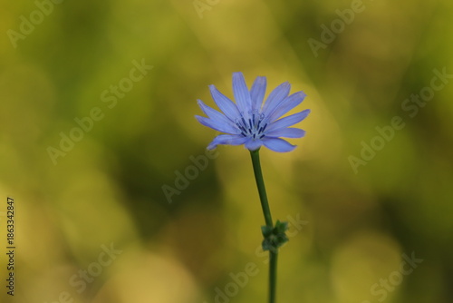 fiore di cicoria in estate al tramonto