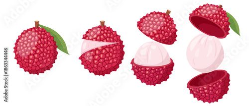 Lychee fruit set isolated on white background. Fresh whole and half of Lychee fruit and peeled, closed and open. Vector icons illustration.