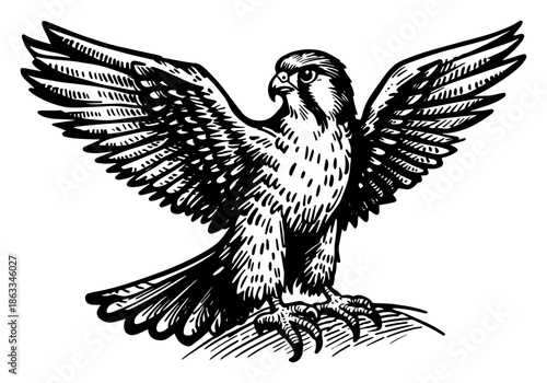 Majestic eagle landing with spread wings, wild bird of prey engraving style sketch vector illustration