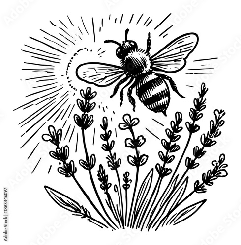 Bee flying over lavender flowers with sun, pollination insect nature sketch vector illustration