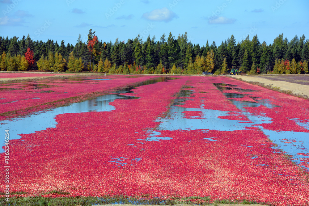 Fototapeta premium Cranberry farm water management harvesting in Saint-Louis-de-Blandford located on the Becancour River in Arthabaska county Centre-du-Quebec region.