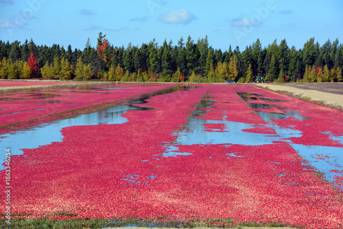 Cranberry farm water management harvesting in Saint-Louis-de-Blandford located on the Becancour River in Arthabaska county Centre-du-Quebec region.
