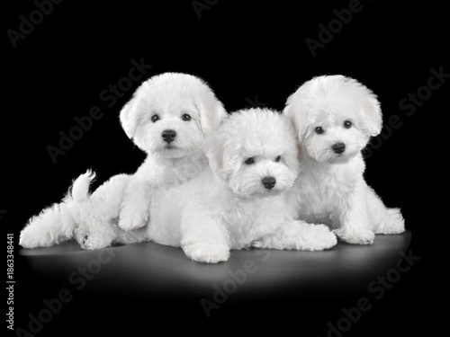 Cute little white Bichon Frize puppies