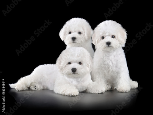 Group of puppies sitting on black background
