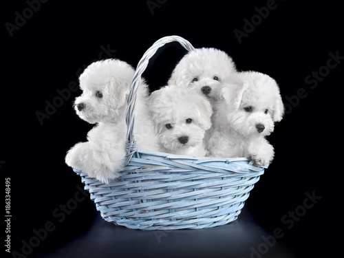 Studio shot of cute bichon frise puppies