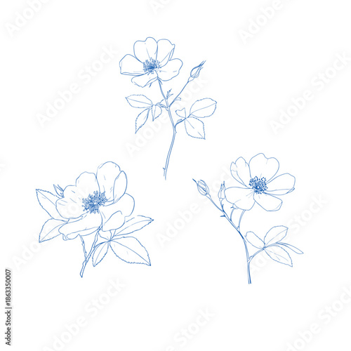 Rose hip wild spring flowers, abstract floral sketch art