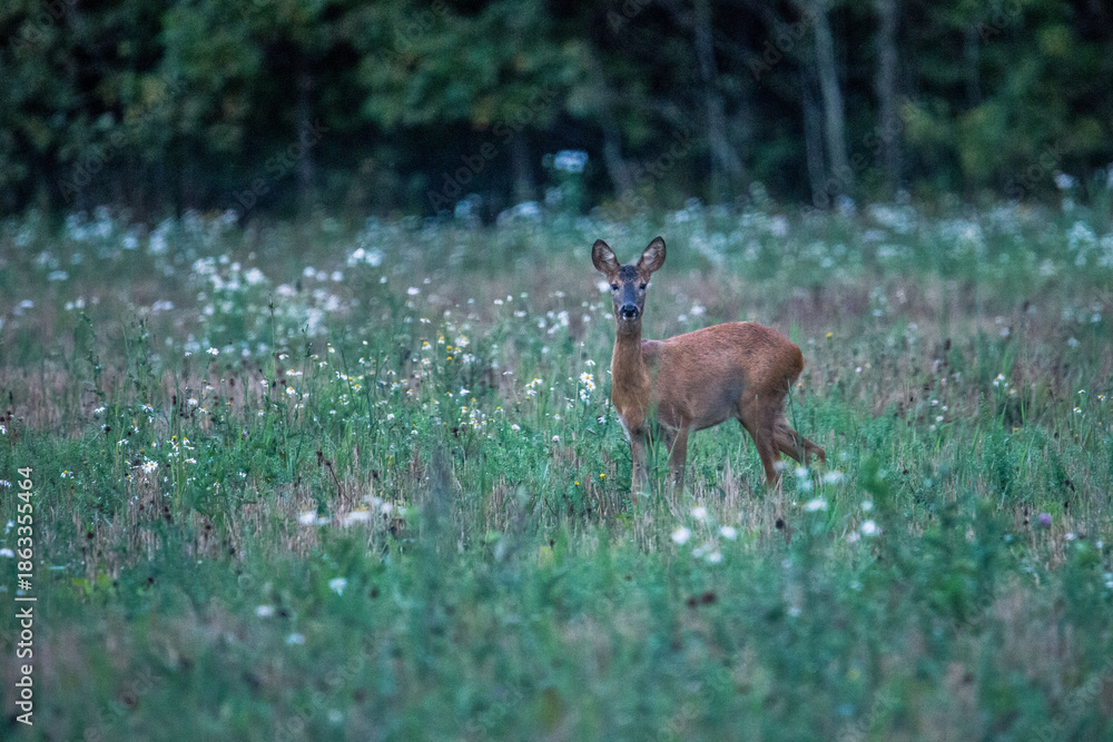 Fototapeta premium roe deer