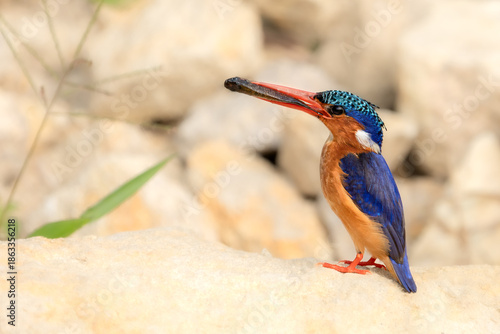 Malachite kingfisher (Corythornis cristatus) perched on sandstone with the fish in the beak, Murchison Falls national park, Uganda, Africa