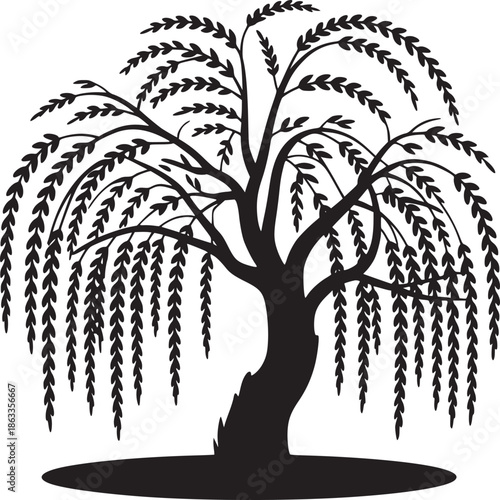 Silhouette of a weeping willow tree with long drooping branches against a white background in monochrome